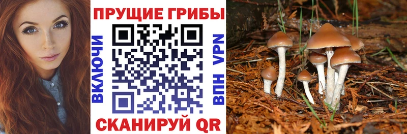 Купить  Щигры  Галлюциногенные грибы MAGIC MUSHROOMS 